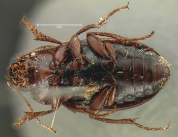 Media type: image;   Entomology 7390 Aspect: habitus ventral view